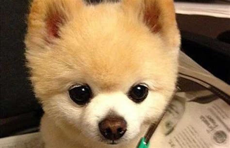 俊介犬價格多少錢一只(俊介犬價格一般多少錢)縮略圖