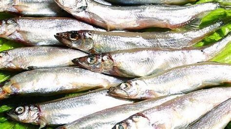 多春魚的營養價值及功效與作用(多春魚的營養價值及功效與作用禁忌)縮略圖
