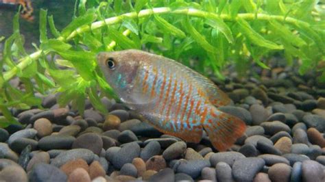瑪麗魚怎么分公母,瑪麗魚怎么分公母圖解縮略圖