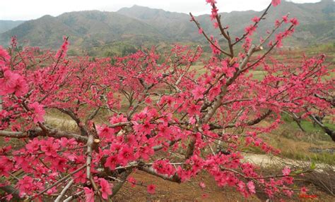 鷹嘴桃什么時(shí)候開花,鷹嘴桃什么時(shí)候開花呢縮略圖