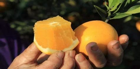 贛南臍橙的營養(yǎng)與功效,贛南臍橙的營養(yǎng)與功效圖縮略圖