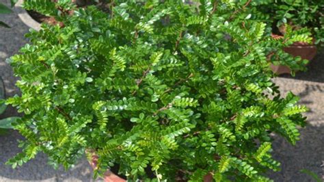 清香木三大害處,清香木的養殖方法縮略圖