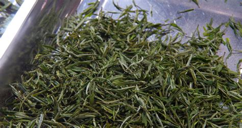 君山銀針屬于什么檔次(中國最貴的三大名茶)縮略圖