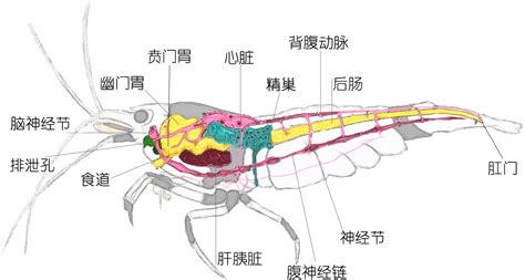 羅氏蝦的四種爆款做法(羅氏蝦做法大全視頻)縮略圖
