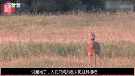 袍子是什么動物長什么樣子(袍子是什么動物長什么樣子圖片)縮略圖