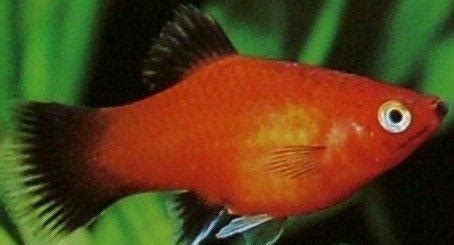瑪麗魚圖片大全,瑪麗魚圖片大全大圖縮略圖