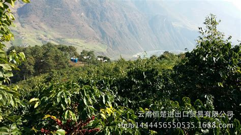 云南咖啡產(chǎn)地排名,云南最好的咖啡產(chǎn)地縮略圖