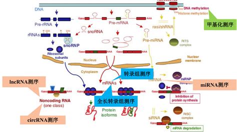 轉錄機構,轉錄機構尋求合作伙伴縮略圖