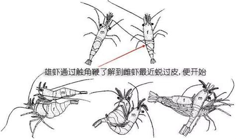 北極蝦頭籽跟腹籽的區別,北極蝦頭籽跟腹籽的區別圖片縮略圖