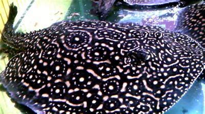 魟魚好吃嗎(赤魟魚怎么做好吃視頻)縮略圖