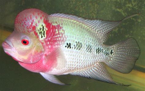 羅漢魚,羅漢魚的飼養方法縮略圖