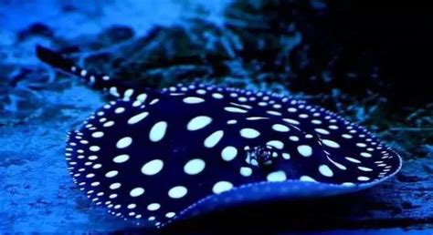 魟魚為什么那么容易死,魟魚死前的征兆縮略圖