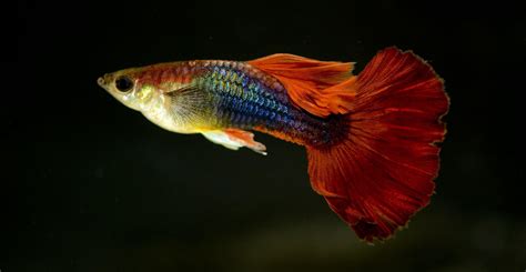 熱帶魚(熱帶魚日本電影)縮略圖