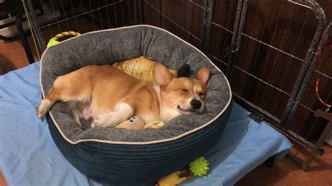 狗窩,狗窩秘密基地縮略圖