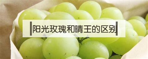 晴王葡萄和陽光玫瑰的區(qū)別,日本晴王葡萄和陽光玫瑰的區(qū)別縮略圖