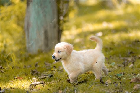 金毛幼犬多少錢一只(金毛幼犬多少錢一只商店)縮略圖