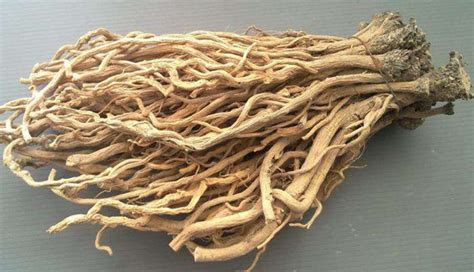 板藍根顆粒的功效與作用(板藍根顆粒的功效與作用說明書)縮略圖