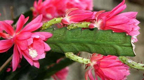 令箭荷花怎么養才開花(令箭荷花怎么養才開花多)縮略圖