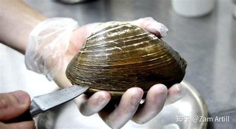 北極貝原型圖片,北極貝原型圖片 活體縮略圖
