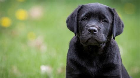 純黑色拉布拉多犬多少錢(qián)一只(拉布拉多犬100一300元)縮略圖