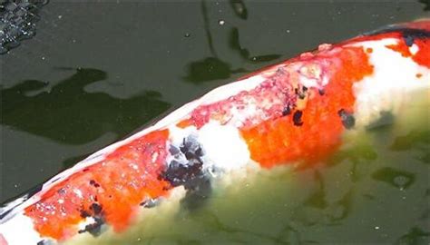 錦鯉魚病圖片與防治(錦鯉魚病圖片與防治10種)縮略圖