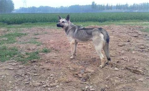 狼青犬怎么馴養方法,狼青犬怎么馴養方法視頻縮略圖