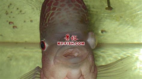 羅漢魚常見病(羅漢魚常見病與治療)縮略圖
