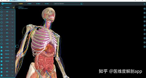 人體模型(人體模型示意圖)縮略圖