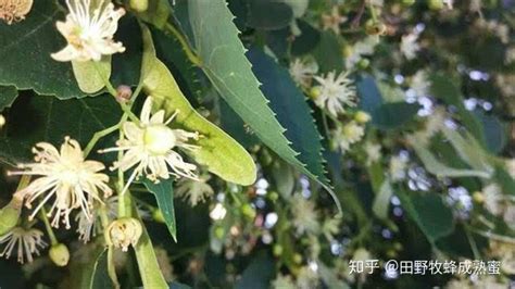 椴樹蜜是白色的好還是發黃的好,椴樹蜜是白色的好還是發黃的好視頻縮略圖