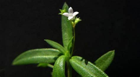 白花蛇舌草的功效與作用及禁忌(白花蛇舌草的功效與作用及禁忌用量)縮略圖