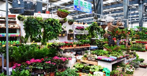 盆景花卉交易市場(chǎng)(盆景花卉批發(fā)市場(chǎng)大全)縮略圖