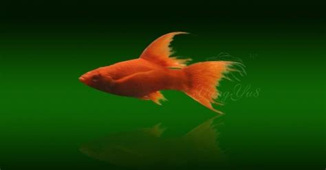 瑪麗魚下崽的征兆(瑪麗魚下崽的征兆圖片)縮略圖