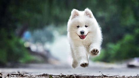 薩摩耶犬的養(yǎng)殖方法(薩摩耶犬的養(yǎng)殖方法視頻)縮略圖