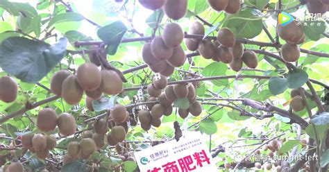 獼猴桃樹(shù)用什么肥料好,獼猴桃用什么肥料最好縮略圖