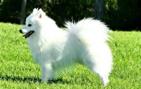 狐貍?cè)畧D片,狐貍?cè)畧D片大全縮略圖