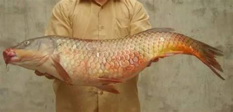 錦鯉魚爛身治療方法(錦鯉魚爛肉的治療方法)縮略圖