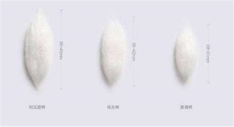 長絨棉優點和缺點(長絨棉衣服的優點和缺點)縮略圖