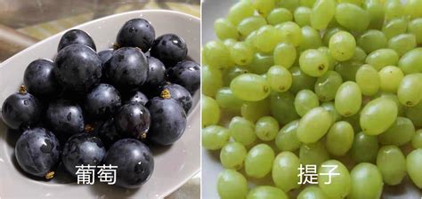 提子和葡萄的區別(提子和葡萄的區別及功效)縮略圖