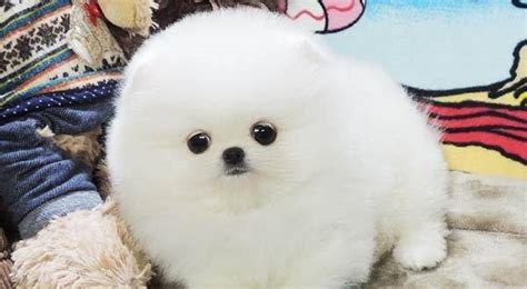 俊介犬圖片,俊介犬圖片大全縮略圖