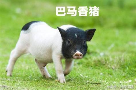 香豬和普通豬的區(qū)別(香豬和普通豬的區(qū)別圖片)縮略圖