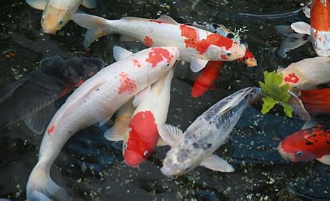 錦鯉魚的養(yǎng)殖方法和注意事項(錦鯉魚的養(yǎng)殖方法和注意事項視頻)縮略圖