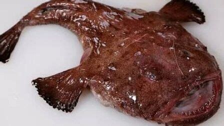 安康魚的家常做法(安康魚的家常做法大全)縮略圖