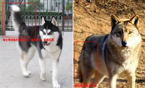狼青犬和德牧的區別,狼青犬和德牧的區別在哪縮略圖