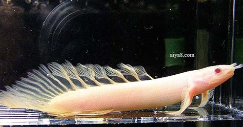 恐龍魚能長多大,恐龍魚能長多大多粗縮略圖