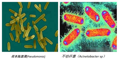 硝化細(xì)菌多久加一次(硝化細(xì)菌多久加一次加多少)縮略圖