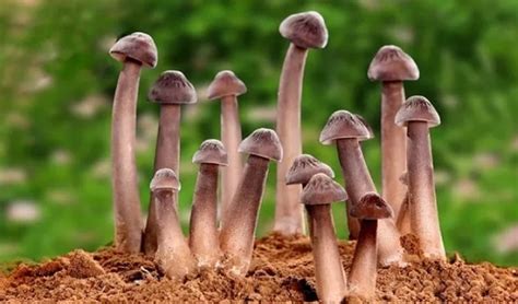 雞樅菌怎么吃最好(雞樅菌怎么吃最好吃)縮略圖