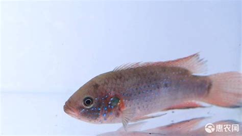 紅寶石魚繁殖方法(紅寶石魚繁殖方法視頻)縮略圖