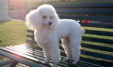 貴婦犬,貴婦犬圖片大全貴賓犬縮略圖