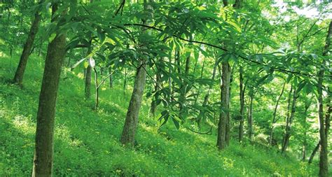 山核桃樹(shù)(山核桃樹(shù)圖片)縮略圖