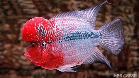羅漢魚吃什么,羅漢魚吃什么食物縮略圖